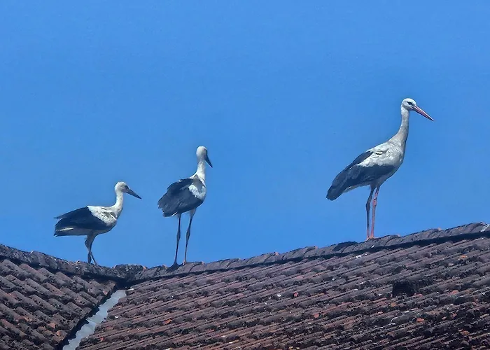 12 Mohnblume - Hof Wiesengrund * Parchtitz